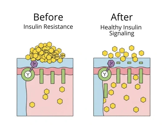 Restore Insulin Sensitivity (The Real Reason Your Blood Sugar Won't Drop)